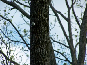 Nuthatch posing for the camera
